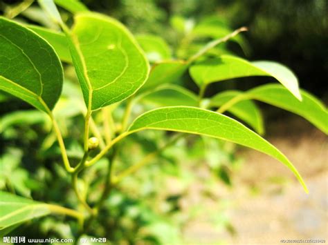 對生植物有哪些